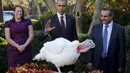 Presiden Barack Obama melihat kalkun saat acara Thanksgiving di Rose Garden Gedung Putih di Washington (25/11/2015). (REUTERS / Carlos Barria)