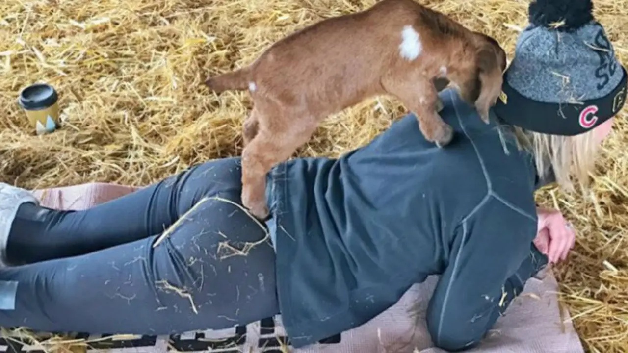 Yoga kambing