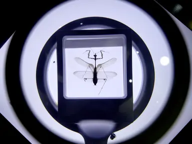 Sebuah spesimen serangga terlihat di Museum Entomologi Shanghai di Shanghai, China timur (24/8/2020). Selama Festival Sains Shanghai yang berlangsung dari 23-29 Agustus, Museum Entomologi Shanghai akan menyuguhkan livestreaming tentang sains, pengalaman interaktif. (Xinhua/Zhang Jiansong)