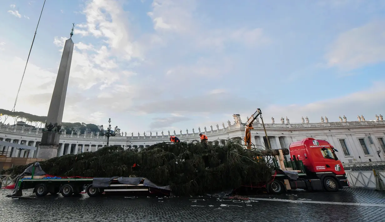 Pekerja dibantu alat berat bersiap untuk mendirikan pohon Natal raksasa di Lapangan Santo Petrus, Vatikan, Kamis (22/11). Pohon cemara yang didatangkan dari Hutan Consiglio di Italia ini tingginya mencapai 23 meter. (Tiziana FABI / AFP)