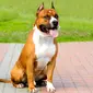 Sebagai anjing petarung, pitbull tetap memiliki naluri menyerang. Maka dari itu pemilik pitbull diharapkan lebih waspada dan mengawasi peliharaannya ini agar tidak menimbulkan luka serius pada korban. (istockphoto.com)