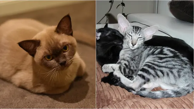 Kucing Burmese dan Oriental Shorthair