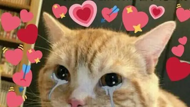6 Foto Lucu Kucing saat Galau Banyak Pikiran Ini Bikin Gemas