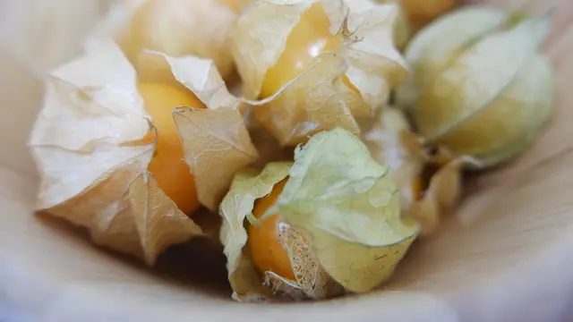 Manfaat Buah Ciplukan