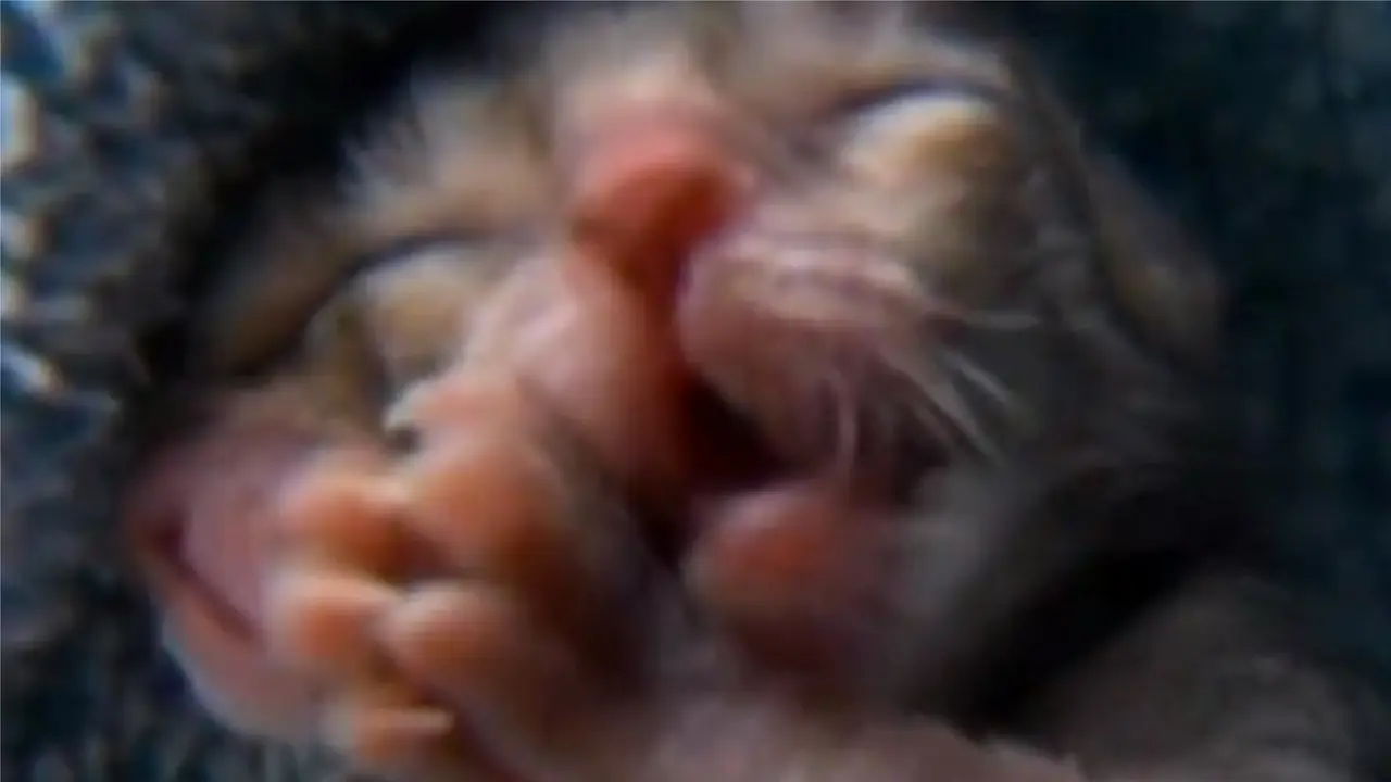 Bayi Kucing Ini Memiliki 2 Wajah