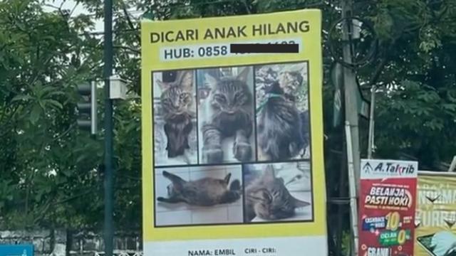 Beri Hadiah Mewah, Ini 6 Pengumuman Kucing Hilang Ini Bikin Heboh