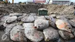 Petugas memusnahkan ikan laut yang mengandung formalin dengan cara dikubur di kawasan Pelabuhan Perikanan Muara Angke, Penjaringan, Jakarta Utara, Jumat (17/6). (Liputan6.com/Immanuel Antonius)