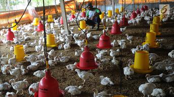 10 Perusahaan Raksasa Telah Serap 67 Ribu Ayam Hidup dari Peternak Kecil