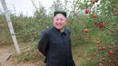 Pemimpin Korea Utara Kim Jong Un berpose di kebun apel saat panen di Pyongyang, Minggu (18/9). Selain untuk melihat hasil panen, kedatangan Kim Jong Un juga untuk memberi bimbingan kepada Kosan Combined Fruit Farm. (REUTERS/KCNA) 