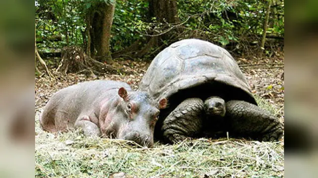 Owen and Mzee (Wikipedia)
