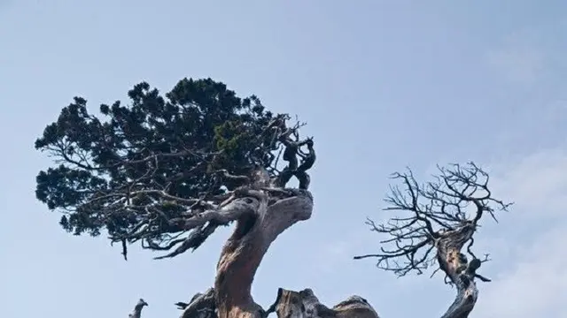 Yushan Juniper (Taiwan Forestry Bureau)