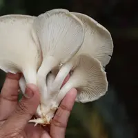 Jamur tiram mentah. (c) Shutterstock/Pravruti