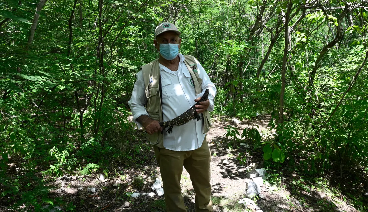 Juan Alvarado (68) dari National Council of Protected Areas (CONAP) memegang Heloderma (Horridum harlesborgerti), kadal endemik yang terancam punah, sebelum melepaskannya di Taman Regional Kota Niño Dormido, Cabanas, Guatemala, 11 Juli 2022. Niño Dormido (Anak yang tertidur) adalah salah satu nama reptil yang dikenal. (Johan ORDONEZ/AFP)