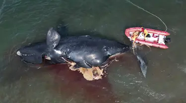Seorang penyelamat mengikat seekor paus mati untuk ditarik, dekat Puerto Madryn, Argentina, Selasa (4/10/2022). Ilmuwan khawatir dengan kasus kematian 13 paus di Argentina Selatan beberapa hari terakhir. (AP Photo/Maxi Jonas)