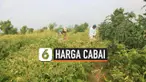 cabai thumbnail