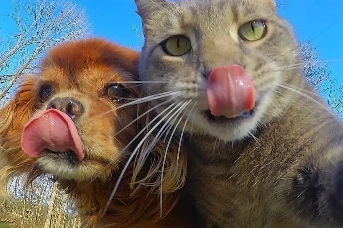 Selfie Kucing Bareng Anjing
