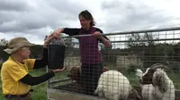 Kambing-kambing ini digunakan oleh petani untuk membersihkan semak yang susah dijangkau oleh manusia.