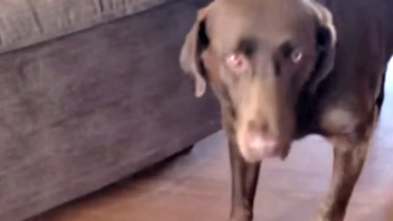 Anjing Ini 'Jijik' Dengan Kehadiran Bayi Majikannya *VIDEO
