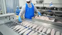 KKP Pastikan MBG Tak Bikin Harga Ikan Naik