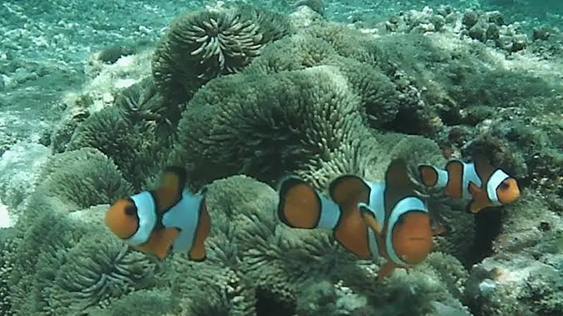 Nemo Fish