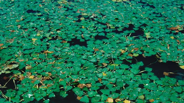 Tanaman Trapa Japonica