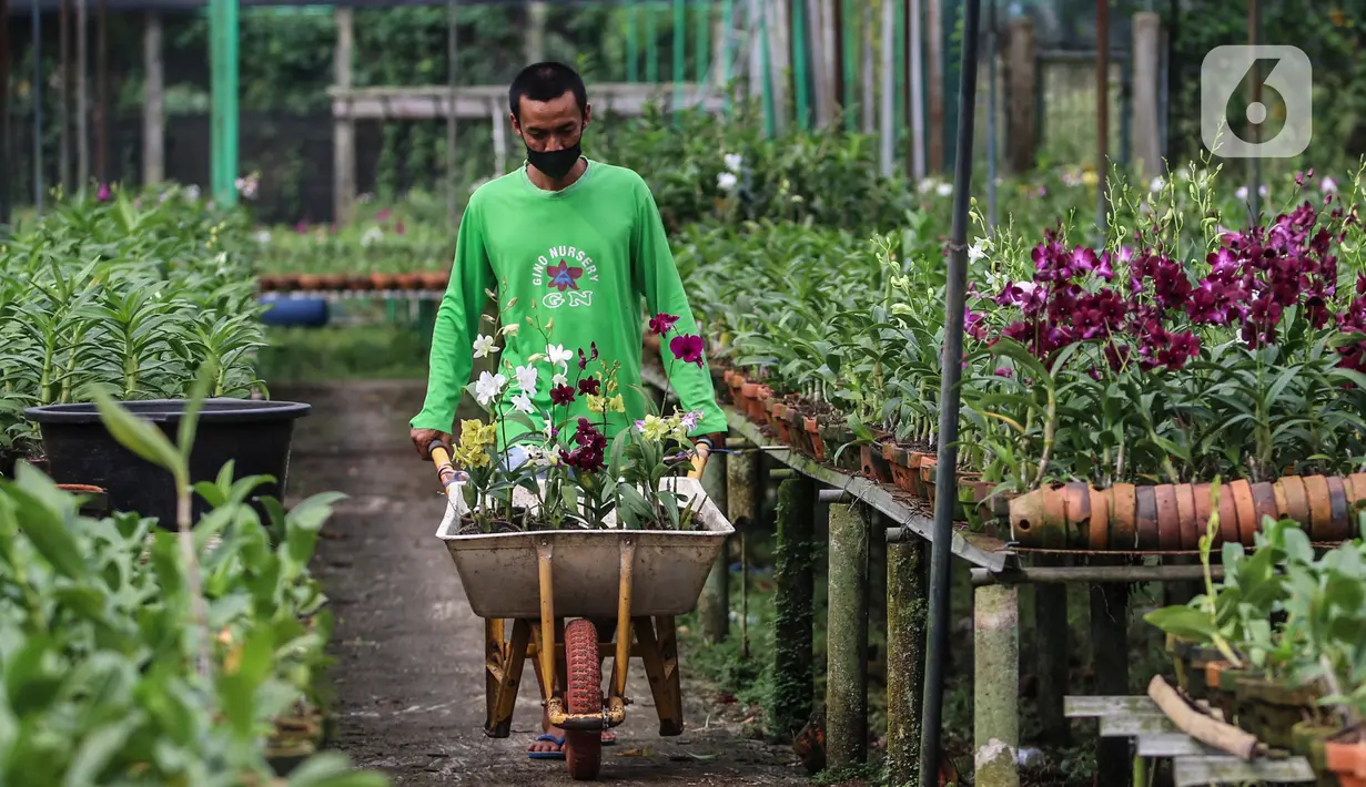 Pekerja membawa pohon Anggrek di tempat pengembangan anggrek Gino Nursery, Kaliurang, Bogor, Selasa (4/1/2021). Anggrek yang sudah berbunga siap dijual online maupun offline dengan kisaran harga dari 30 ribu rupiah hingga mencapai jutaan rupiah tergantung jenisnya. (Liputan6.com/Johan Tallo)