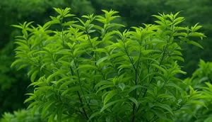 Daun kersen efektif menurunkan kolesterol, gula darah, dan asam urat. Dengan kandungan antioksidan dan antiinflamasi, daun kersen bantu tingkatkan kesehatan tubuh secara alami dan cepat. (Ilustrasi Dibuat oleh Grok/X)