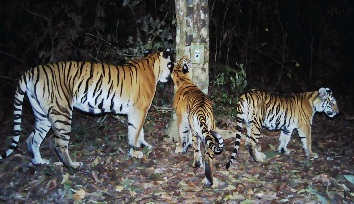 Sebuah populasi baru harimau Indocina yang terancam punah ditemukan di taman nasional di Thailand timur, 28 Maret 2017. Perangkap kamera menemukan sebuah populasi kecil dengan setidaknya enam anak harimau di dalam hutan itu. (HO/DNP-FREELAND/PANTHERA/AFP)