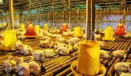Ide Usaha Ternak Ayam Broiler Panen 35 Hari, Simak Cara Memulai dan Menghitung Keuntungannya