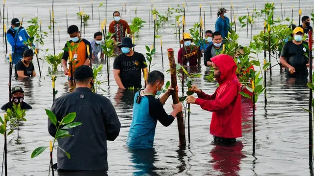 Presiden Jokowi menanam mangrove bersama masyarakat di Pantai Setokok Kecamatan Bulang, Kota Batam, Kepulauan Riau, Selasa (28/9/2021).