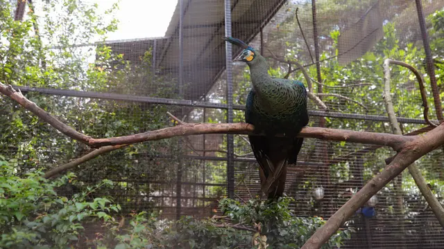 Satwa di Bandung Zoological Garden atau Kebun Binatang Bandung.