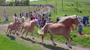 Kawanan kuda berlari di lintasan saat menuju peternakan pejantan Haflinger di Meura, Jerman (29/4). Lebih dari 300 kuda jenis Haflinger tinggal di peternakan terbesar di Eropa tersebut. (AP Photo / Jens Meyer)