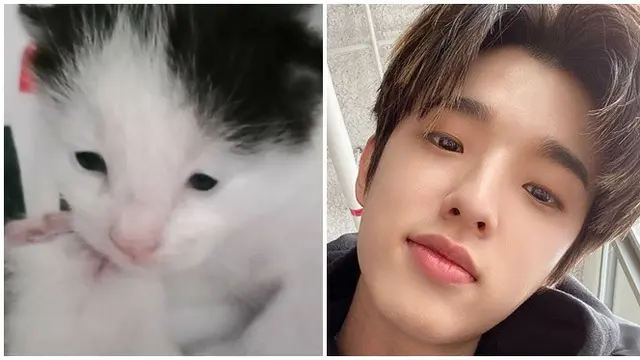 Bikin Gemas, Ini 7 Cocoklogi Kucing Mirip Artis yang Bikin Ketawa Geli