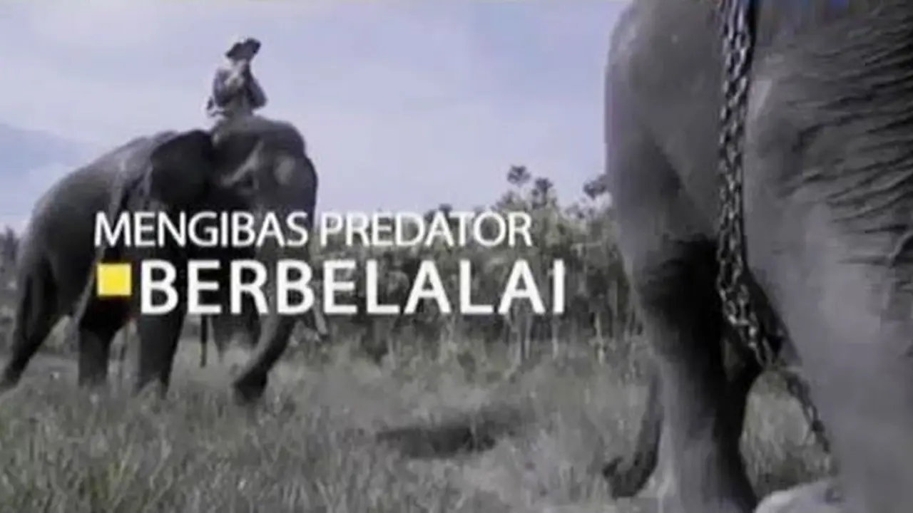 Gajah Lampung