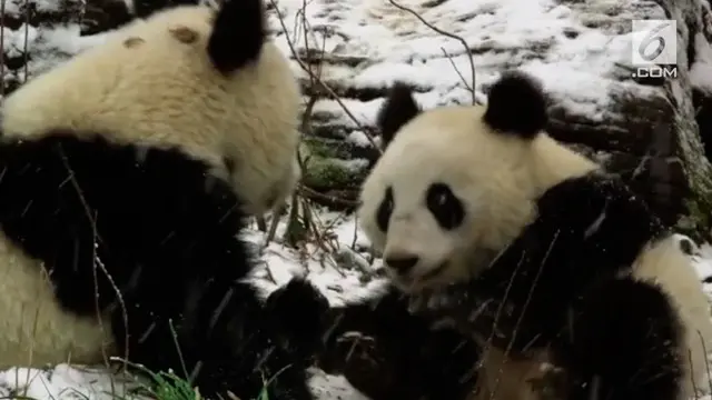 Lucunya, panda Fu Feng dan Fu Ban bermain salju untuk pertama kalinya.