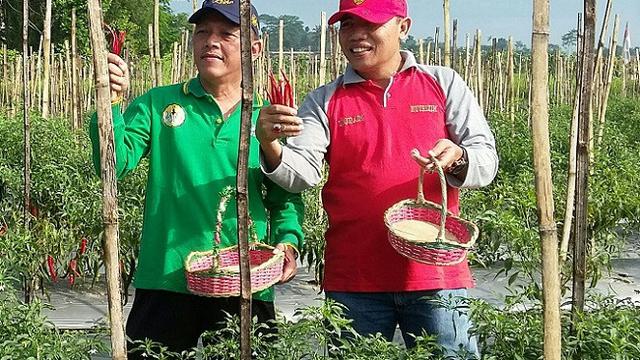 Mewarnai Gambar Pohon Cabai GAMBAR MEWARNAI HD