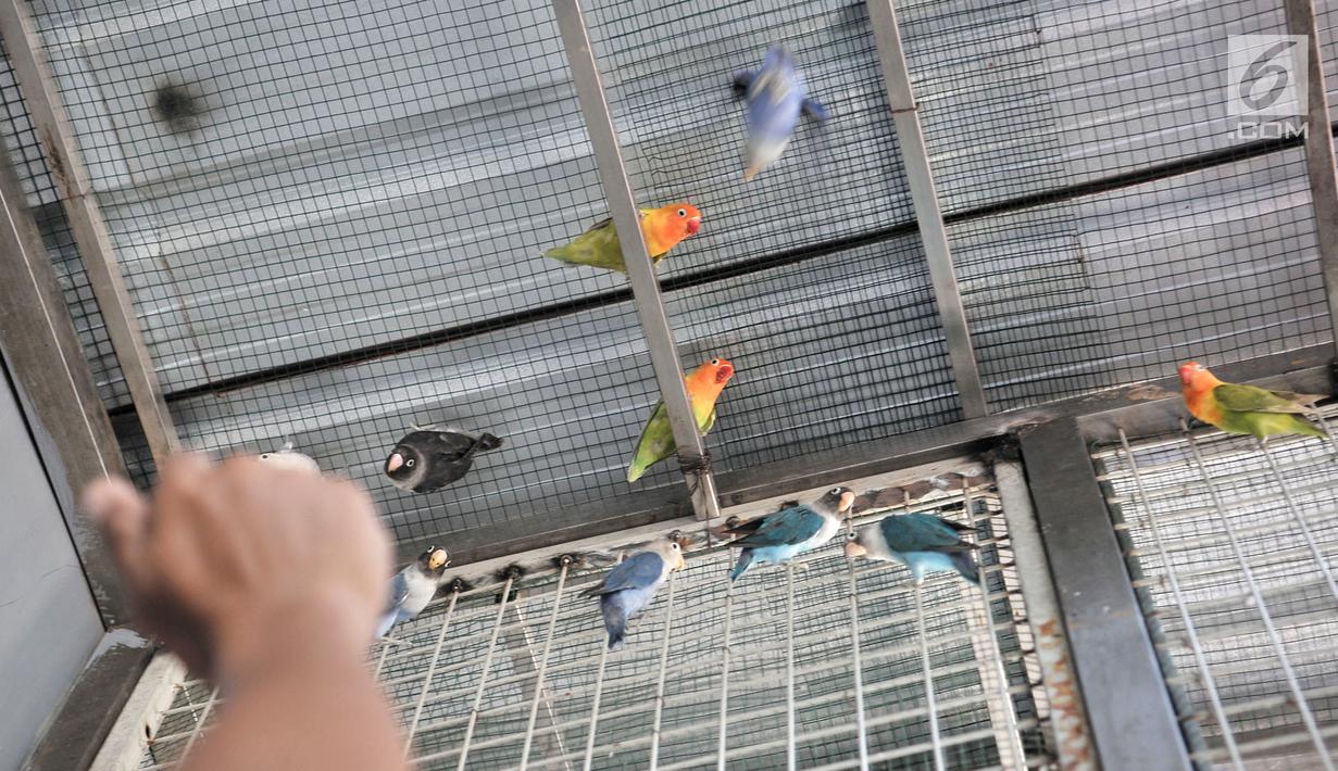 Foto Meraup Pundi Pundi Rupiah Lewat Beternak Lovebird Bisnis