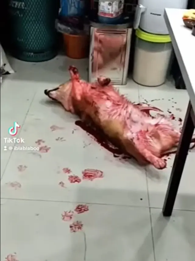 Seekor anjing menumpahkan sirup yang berakhir bikin pemilik panik.