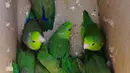 Sejumlah Burung Beo yang dijual di salah satu pasar di Trujillo, Lima, Peru (12/7). Menurut PBB perdagangan hewan liar adalah bisnis ilegal terbesar ketiga di dunia setelah obat-obatan dan senjata. (AFP PHOTO)