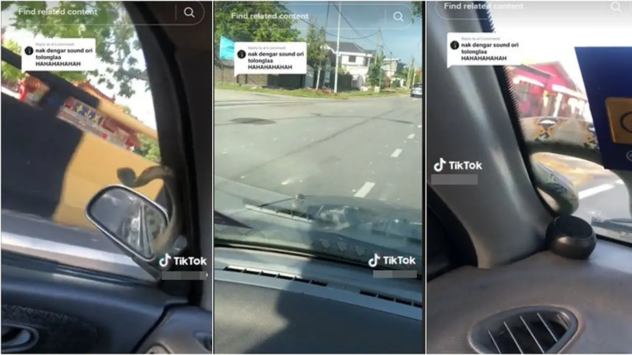 Viral Ular Merayap di Mobil yang Sedang Melaju, Penumpang Teriak Histeris