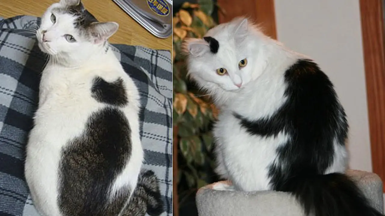 Inception Cat dan Pelukan Monyet dari Belakang
