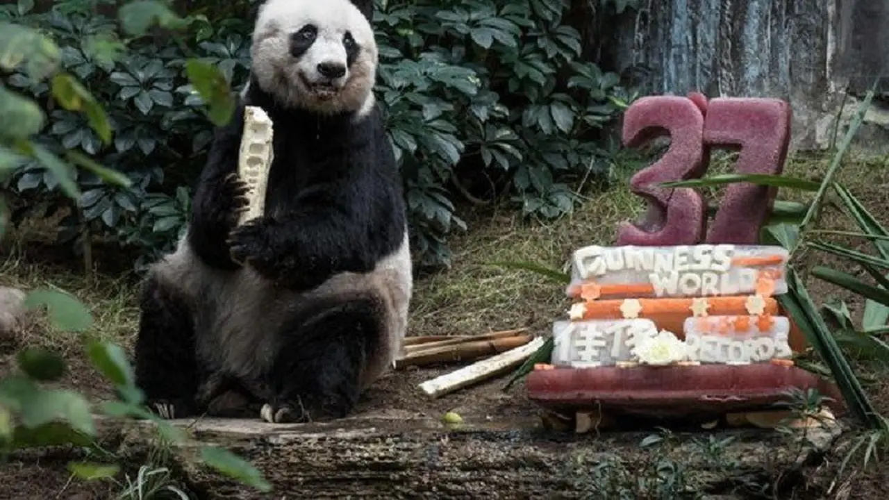 [Bintang] panda 