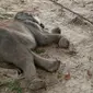Gajah Puan Pandan Wangi mati di PLG Minas karena mengalami infeksi pencernaan. (Liputan6.com/Dok BBKSDA Riau/M Syukur)