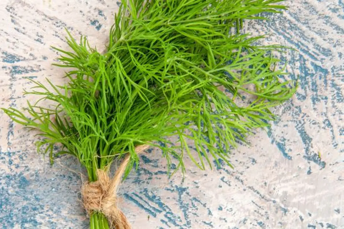 Daun Adas (Credit: Kamran Aydinov/Unsplash)