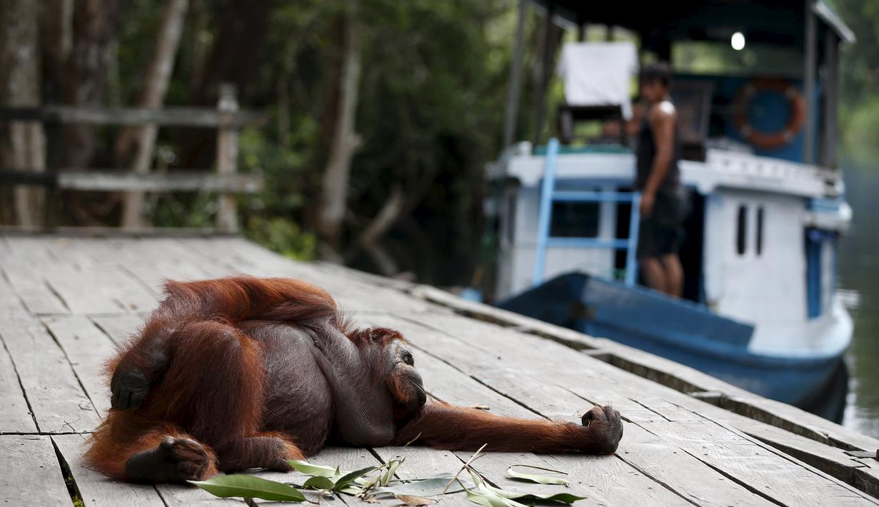 Seekor orang utan betina bermalas-malasan ketika rombongan wisatawan tiba di Taman Nasional Tanjung Puting, Kalimantan Tengah, pada Selasa (16/6/2015). (REUTERS/Darren Whiteside)
