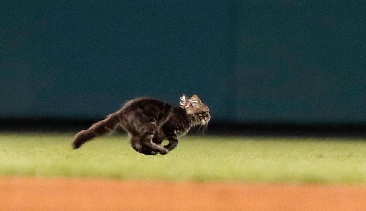  Seekor anak kucing berlari melintasi lapangan di Stadion Busch saat pertandingan semifinal keenam di antara St. Louis Cardinals dan Kansas City Royals di St. Louis (9/8). (AP Photo / Jeff Roberson)