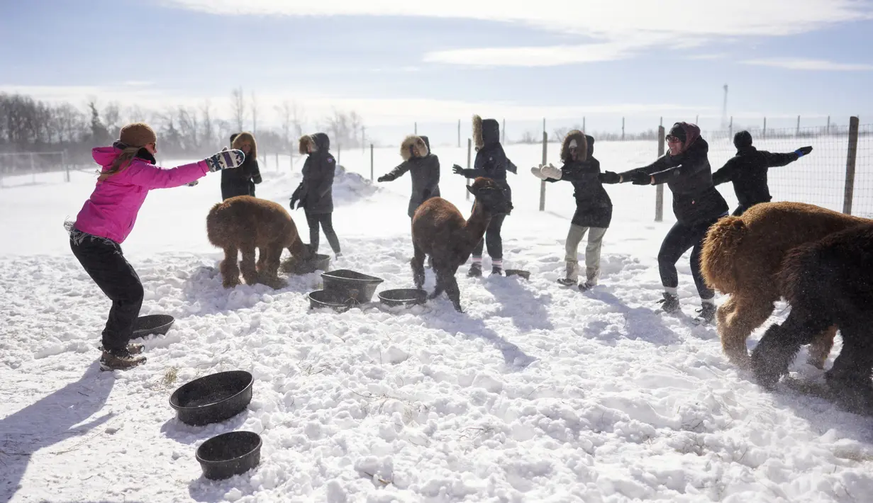 Angie Inglis memimpin Yoga Salju bersama Alpaca di salju di Brae Ridge Farm and Sanctuary dekat Guelph, Ontario, pada 20 Februari 2022. Selusin orang mengikuti kelas yoga di luar ruangan dikelilingi oleh alpaca di musim dingin Kanada yang membekukan. (Geoff Robins / AFP)