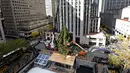 Pekerja menggunakan alat berat untuk menempatkan pohon Natal raksasa di Rockefeller Center, kota New York, Sabtu (10/11). Meskipun Natal masih sebulan lagi, pohon Natal terbesar di New York City sudah dipasang.  (Diane Bondareff/AP for Tishman Speyer)
