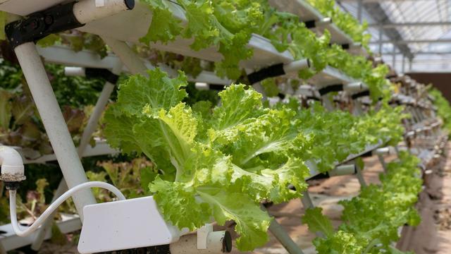 Ilustrasi tanaman hidroponik