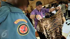 Petugas Kementerian Lingkungan Hidup dan Kehutanan (KLHK) menunjukkan kulit harimau saat menggelar barang bukti perdagangan hewan langka dan dilindungi di kantor KLHK, Jakarta, Jumat (15/1). (Liputan6.com/Johan Tallo)